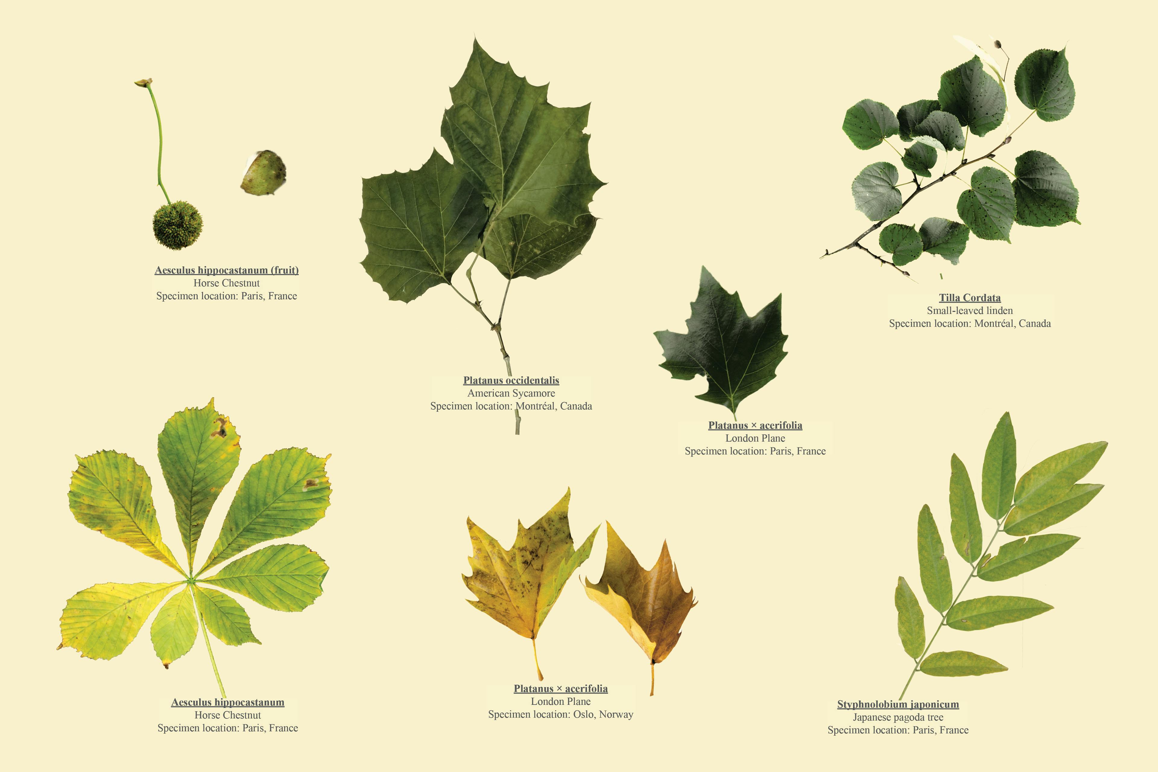 Illustration of <em>Verdures</em> Herbarium 